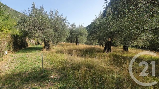terrain à vendre - 1450.0 m2 - BREIL SUR ROYA - 06 - PROVENCE-ALPES-COTE-D-AZUR - Century 21 Domus Immobilier
